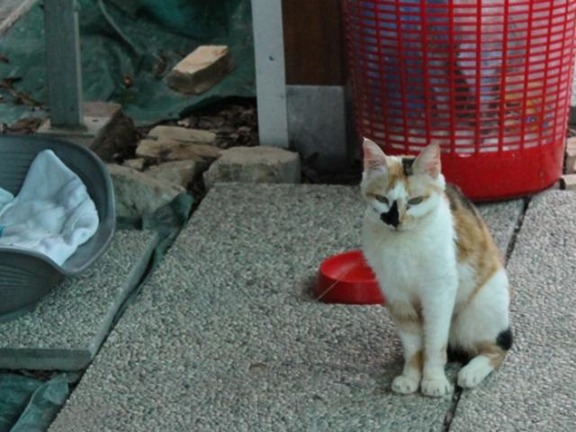 Nina